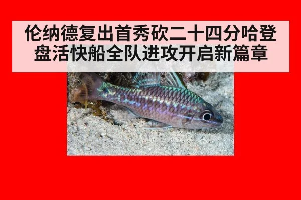 伦纳德复出首秀砍二十四分哈登盘活快船全队进攻开启新篇章